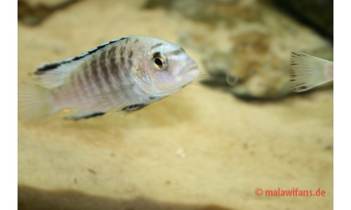 Labidochromis caeruleus